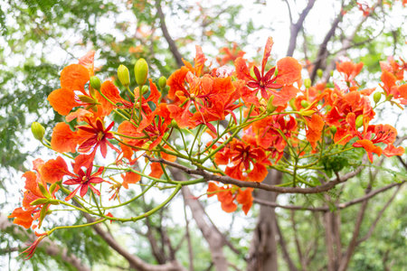 Flame tree or Royal Poinciana or Caesalpinia pulcherrimaの写真素材