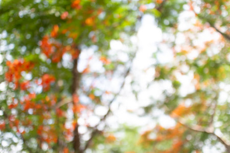Blurred of tree and bokeh background,abstract background