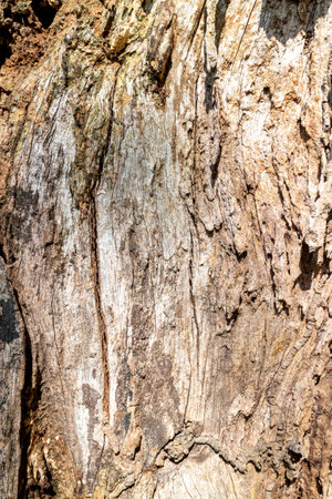 Old wood texture. background old tree. vintage wood texture background.