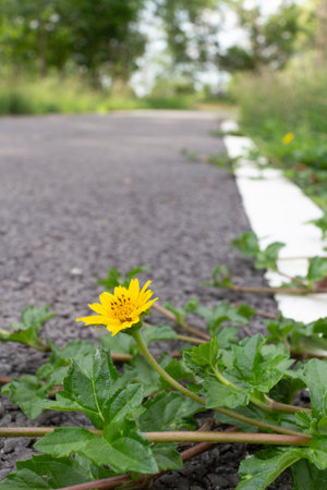 Yellow flower on the asphalt road in the garden with copy space.の写真素材