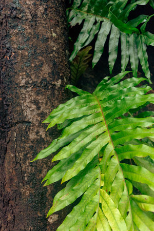 Green fern leaves on the tree. Tropical forest background. Close up.の写真素材