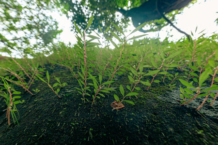 Young plant in the rainforest. Close up of young green plants growing in rainforest.の写真素材