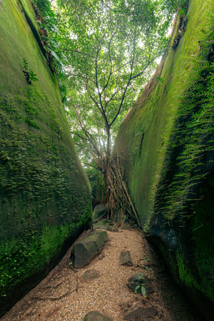 Hiking trail in the rainforest, thailandの写真素材