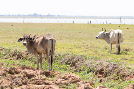Thai cows in the field of thailand,Thailand.の写真素材