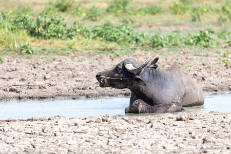 water buffalo in paddy field,Thailand. (Bubalus bubalis)の写真素材