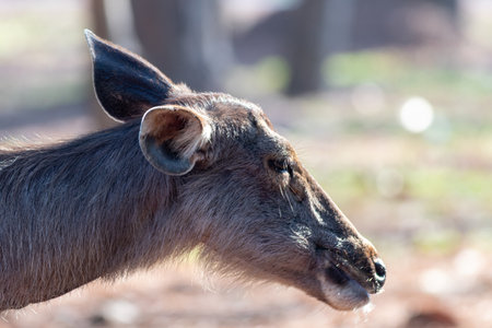 Close up of a Waterbuck (Tragelaphus speciosus)の写真素材