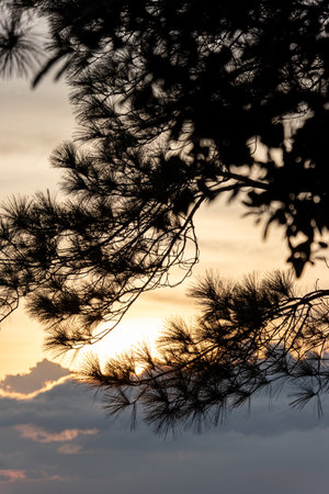 Silhouette of pine tree branches at sunset. Natural background.の写真素材