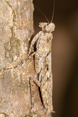 Praying mantis, Phasmatodea, on a tree.