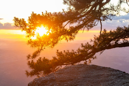 Silhouette of a pine tree on the mountain at sunset.の写真素材