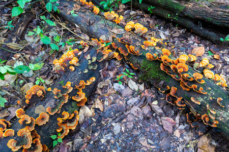 Orange fungi and moss covered the dead trees. On the rainforest floorの写真素材