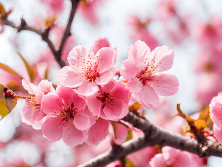 cherry blossom in spring time, pink sakura flowers.の素材