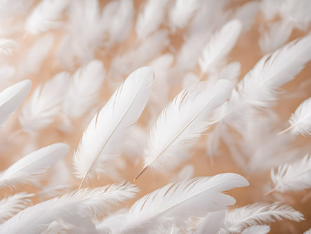 Feathers of white color on a soft light background, soft focusの素材