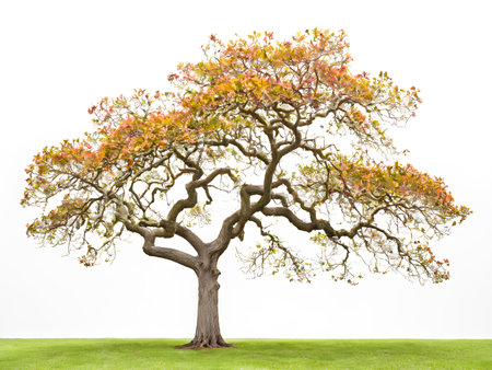 Flowering Tree in Nature's Seasonsの素材