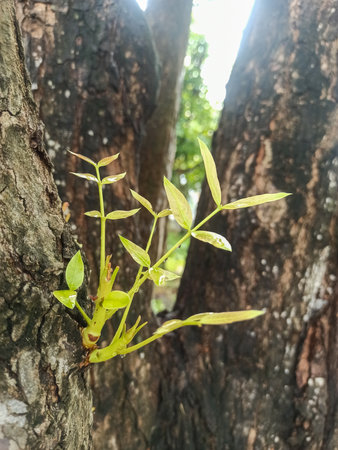 Young leaves on tree in park, Thailand. (Selective focus)の写真素材