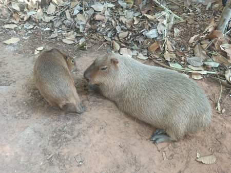 Mother and baby capybara are looking for food. (Hydrochoerus hydrochaeris)の写真素材