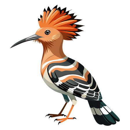 Eurasian Hoopoe bird isolate on white background cartoon style (Upupa epops).のイラスト素材