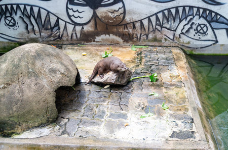 Otter in the zoo. Animal in the zoo.の写真素材