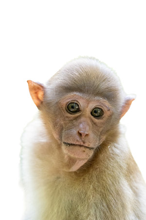Monkey isolated on a white background, close-up portrait.の写真素材