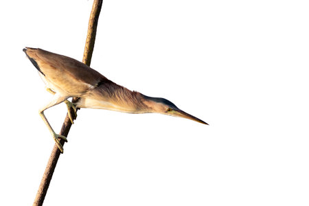 Squacco heron, Ardeola bicolor, single bird on branch, isolated on white background.の写真素材