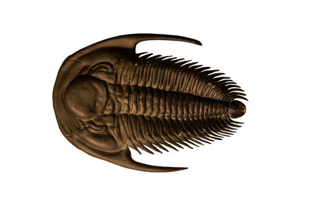 3d rendering of a trilobite isolated on white backgroundの写真素材