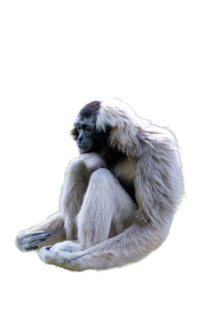 White Cheeked Gibbon (Hylobates lar) isolated on white backgroundの写真素材