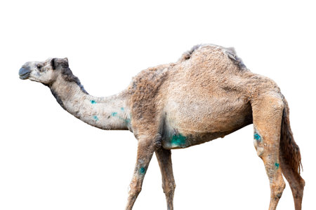 Camel isolated on white background  and copy space.の写真素材