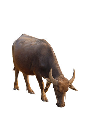 Thai buffalo isolated on white background with clipping path for design.