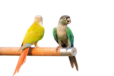 Two parrots on a perch isolated on a white background.