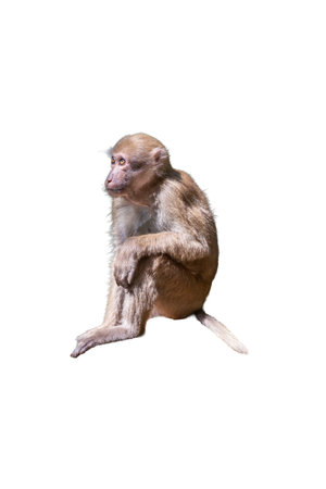 Monkey isolated on white background with clipping path and copy space.