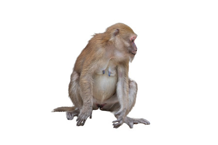 Monkey isolated on white background with clipping path.