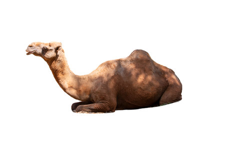 A brown dromedary, a desert mammal with a hump, isolated on a white backgroundの写真素材