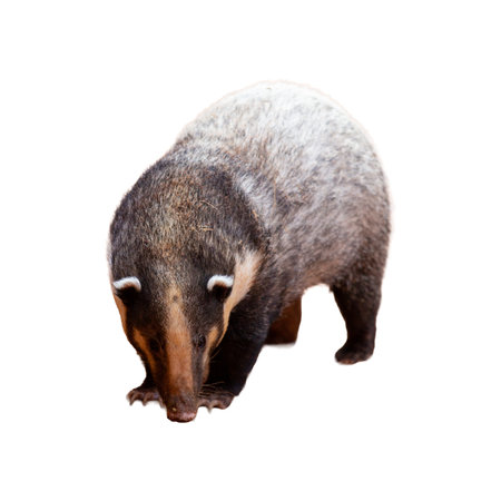 A small brown hog badger mammal standing with fur on a white background.の写真素材