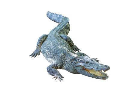 A green reptile, a wild crocodile isolated on a white background, is a closeup of a predator with a tailの写真素材