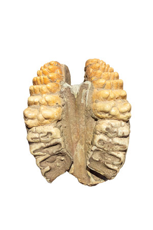 intact fossil molar tooth of an ancient elephant Isolated on a white background.