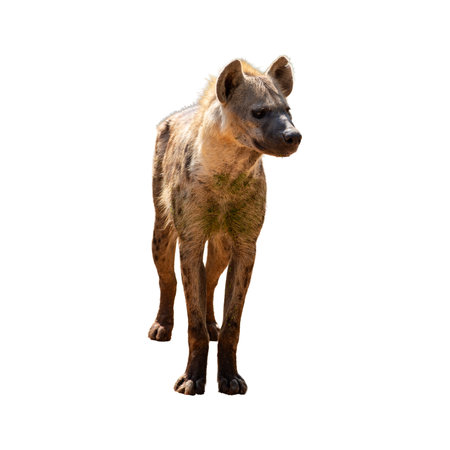 Side view of dangerous spotted hyena, wild dog-like carnivore and predator from nature safari with staring eyes, isolated on white background.の写真素材