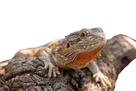 Wild bearded dragon and iguana reptiles on whiteWild bearded dragon and iguana reptiles on whiteの写真素材