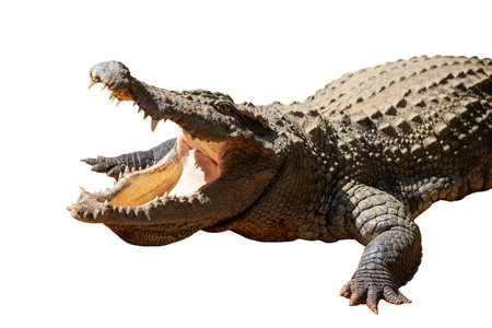 A dangerous reptile predator, the crocodile's open jaws reveal sharp teeth in a wildlife closeupの写真素材