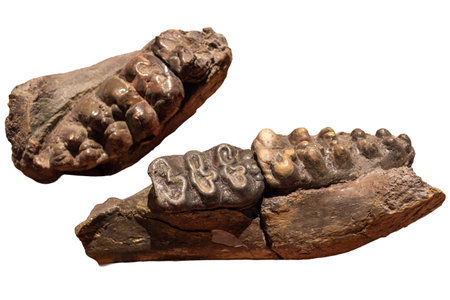 Fossil molar tooth of an ancient elephant isolated on white background.の写真素材