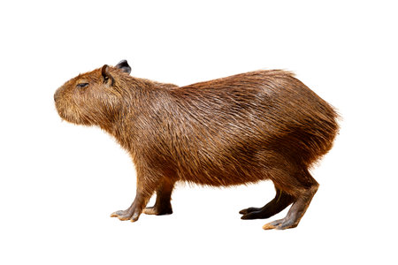 Close-up of a cute brown capybara, small rodent isolated on white background.の写真素材
