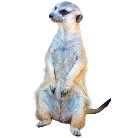A cute, watchful meerkat on guard duty stands alert in the wildの写真素材