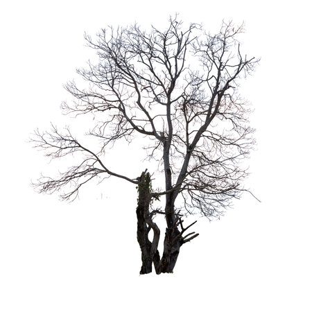 A single bare black silhouette of a dead tree branch against a white isolated backgroundの写真素材