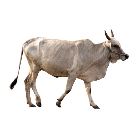 white cow, a domestic farm animal, isolated on whiteの写真素材