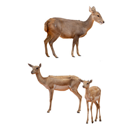 Deer isolated on white background with clipping path for add your textの写真素材