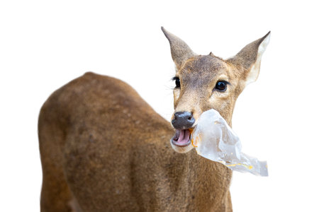 Deer eating bag isolated on white backgroundの写真素材