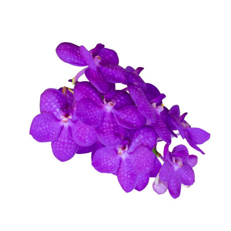 Purple orchid flower isolated on white background with clipping path.