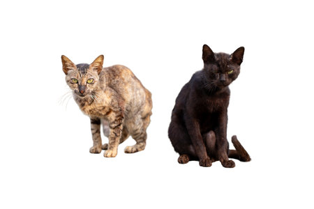 Two cats isolated on white background. Black and brown tabby cat looking at camera.