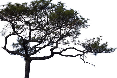 Pine tree isolated on white background, clipping path included. High resolution image gallery.