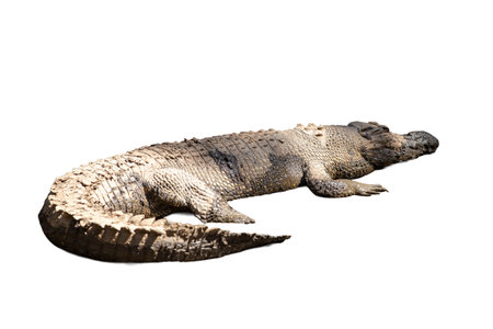 Crocodile isolated on white background. Clipping path included.の写真素材