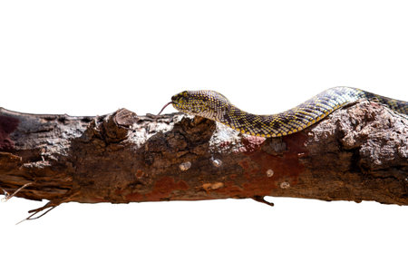 snake on a branch isolated on a white background, clipping pathの写真素材
