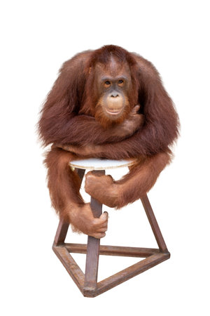 Big orangutan sitting on a stool isolated on a white backgroundの写真素材
